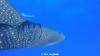 Euro Divers Whaleshark 0649